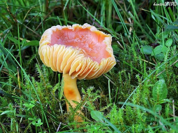 lúčnica Hygrocybe sp.