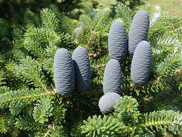 Abies koreana