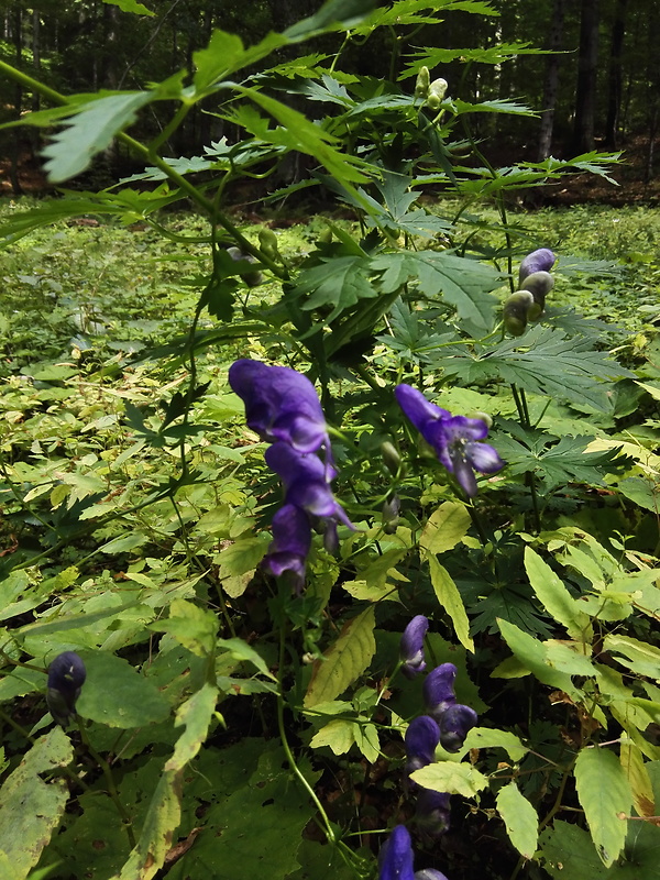 prilbica tuhá Aconitum firmum Rchb.