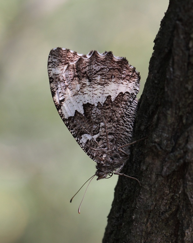 očkáň stoklasový Brintesia circe