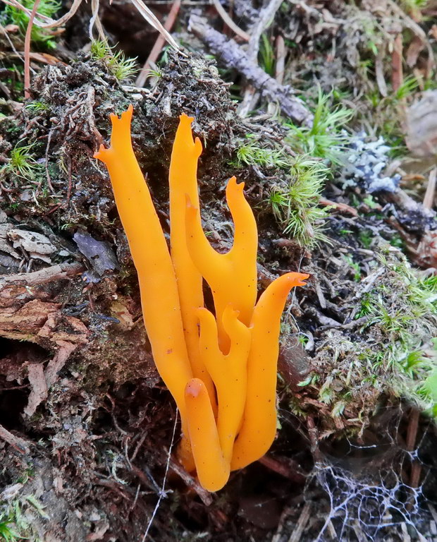 parôžkovec lepkavý Calocera viscosa (Pers.) Fr.