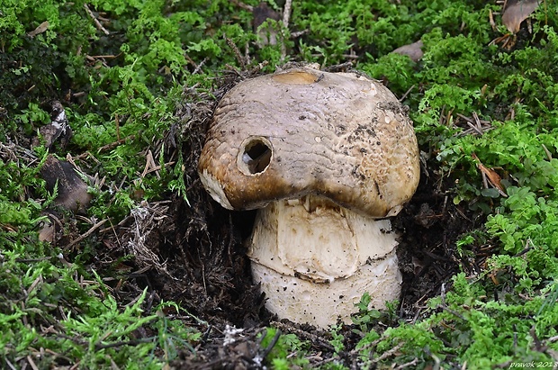 náramkovka cisárska Catathelasma imperiale (P. Karst.) Singer