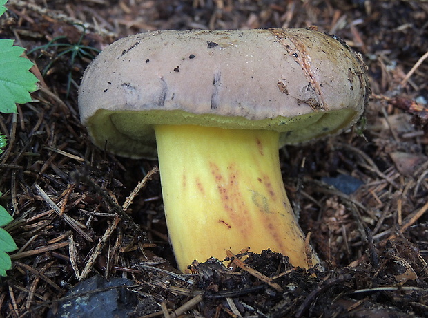 hríb modrejúci Cyanoboletus pulverulentus (Opat.) Gelardi, Vizzini & Simonini