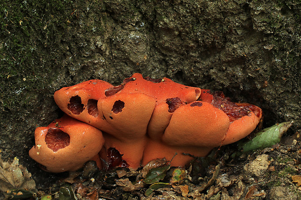 pečeňovec dubový Fistulina hepatica (Schaeff.) With.