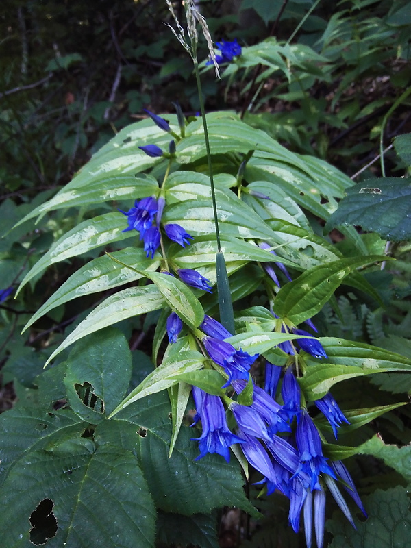 horec luskáčovitý Gentiana asclepiadea L.