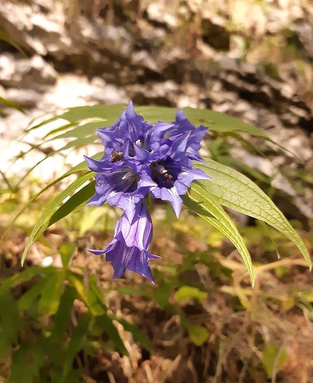 horec luskáčovitý Gentiana asclepiadea L.