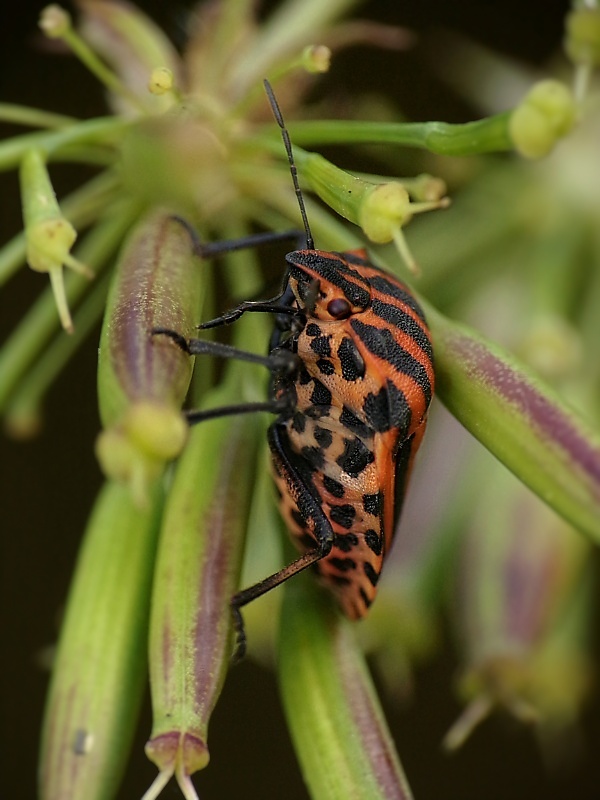 bzdocha pásavá Graphosoma italicum