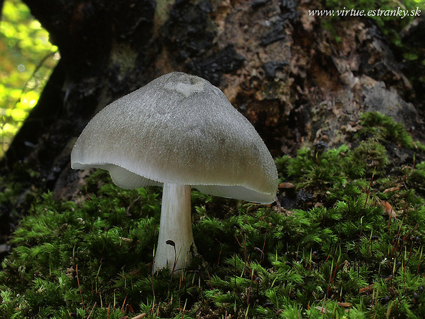 štítovka vŕbová Pluteus salicinus (Pers.) P. Kumm.