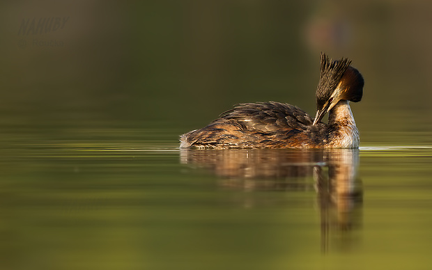 potápka chochlatá Podiceps cristatus