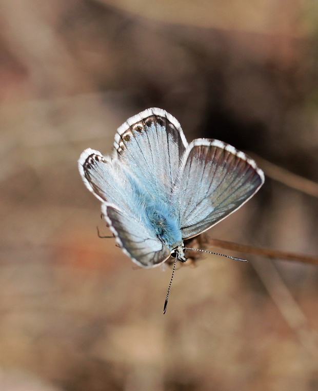 modráčik vikový  Polyommatus coridon