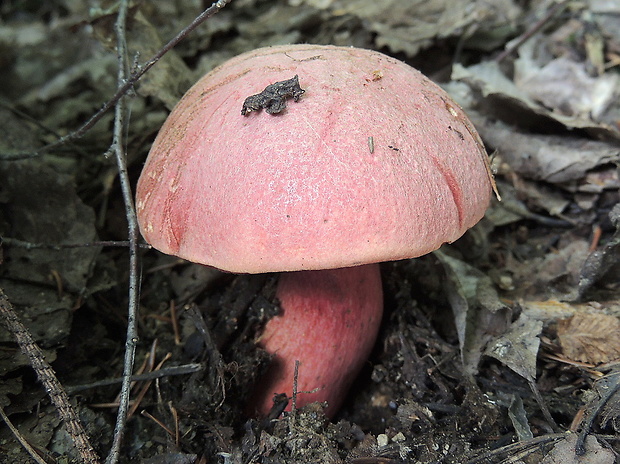 hríb úhľadný horský Rubroboletus rubrosanguineus (Cheype) Kuan Zhao & Zhu L. Yang