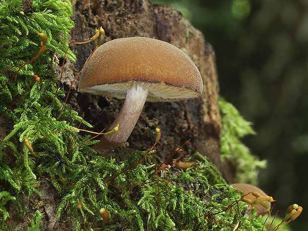 smeťovička hnedoolivová Simocybe centunculus (Fr.) P. Karst