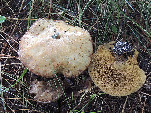 masliak sibírsky Suillus sibiricus (Singer) Singer