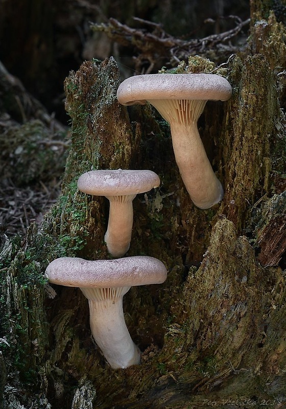 rýdzik cigóriový Lactarius helvus (Fr.) Fr.