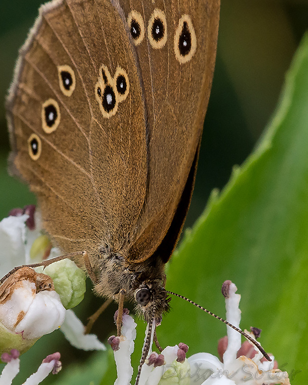 očkáň obyčajný Aphantopus hyperantus (Linnaeus, 1758)