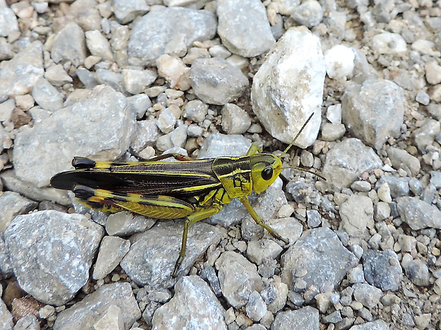 koník pestrý / saranče pestrá ♂ Arcyptera fusca Pallas, 1773