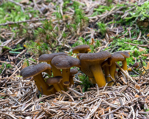 kuriatko žltohnedé Cantharellus lutescens Fr.