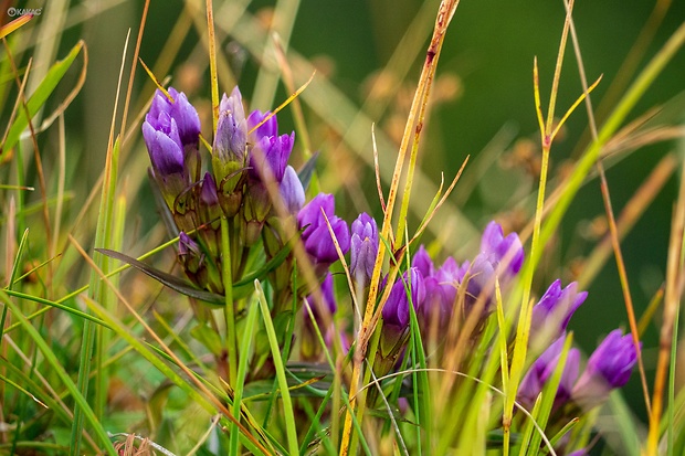 horček fatranský Gentianella fatrae (Borbás) Holub