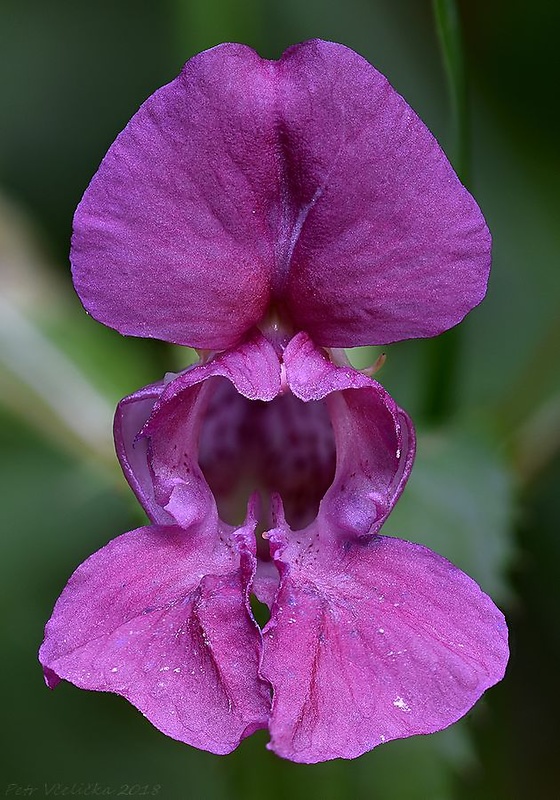 netýkavka žliazkatá Impatiens glandulifera Royle