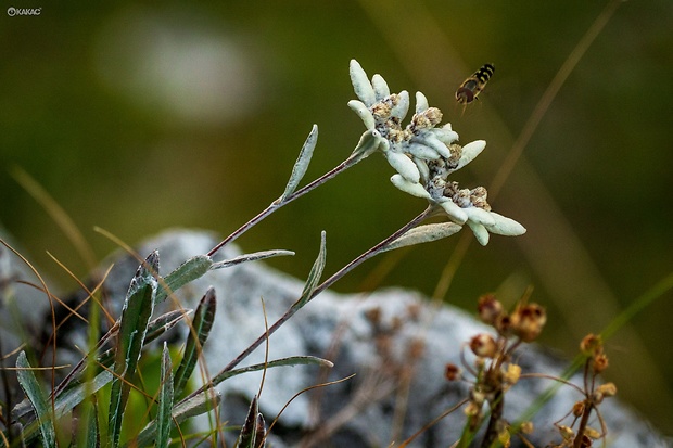 plesnivec alpínsky Leontopodium alpinum Cass.