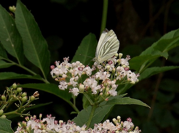 mlynárik repkový Pieris napi