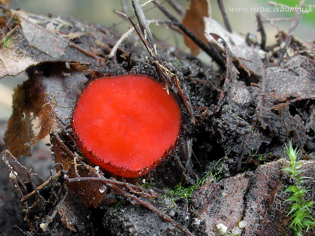 štítovnička Scutellinia sp.