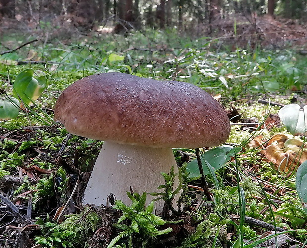 hríb smrekový Boletus edulis Bull.