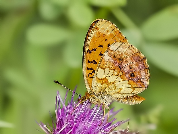 perlovec černicový Brenthis daphne