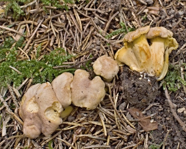 kuriatko jedlé ametystové Cantharellus amethysteus (Quél.) Sacc.