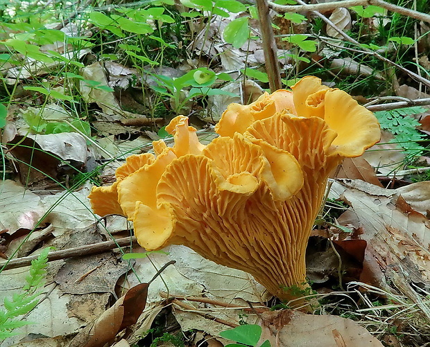 kuriatko jedlé Cantharellus cibarius Fr.