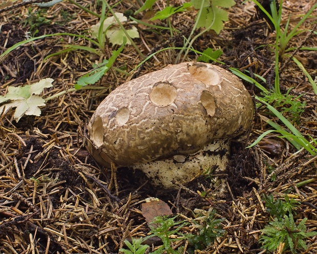 náramkovka cisárska Catathelasma imperiale (P. Karst.) Singer