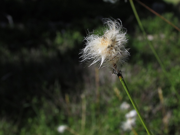 páperník pošvatý Eriophorum vaginatum L.