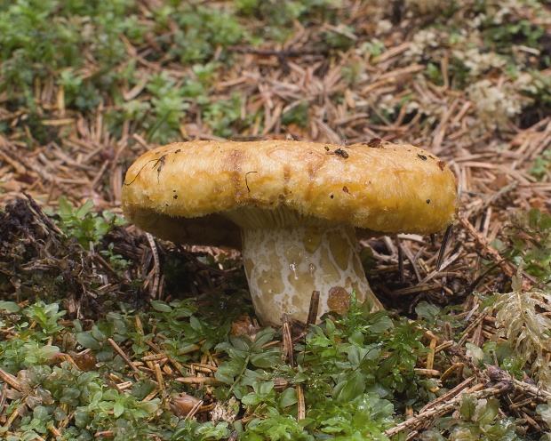 rýdzik rapavý Lactarius scrobiculatus (Scop.) Fr.