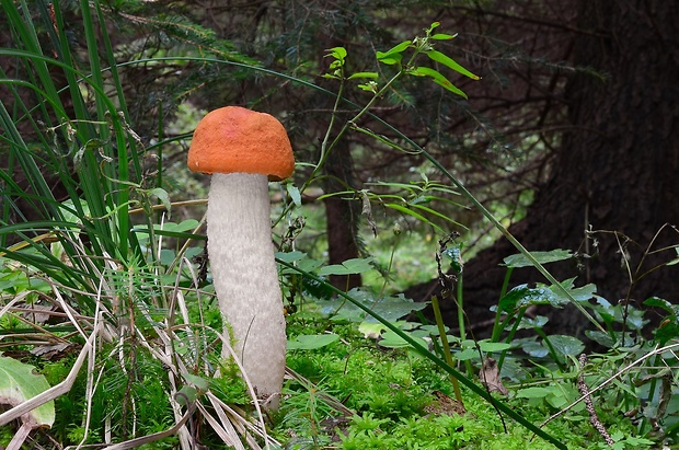 kozák osikový Leccinum albostipitatum den Bakker & Noordel.