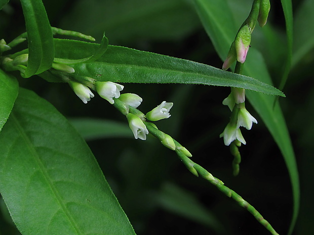 horčiak pieprový Persicaria hydropiper (L.) Delarbre