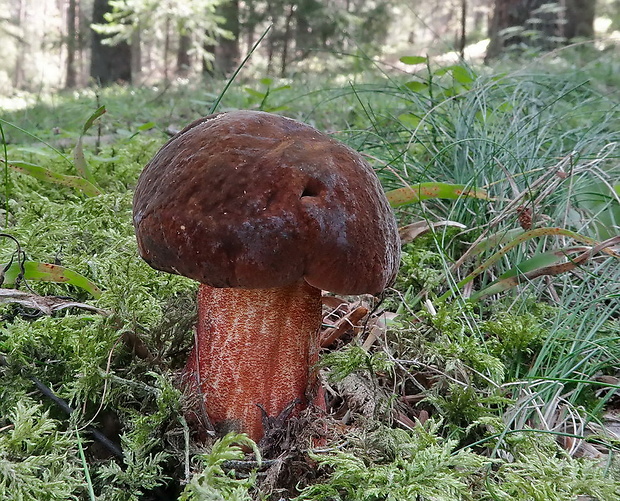 hríb zrnitohlúbikový Sutorius luridiformis (Rostk.) G. Wu & Zhu L. Yang