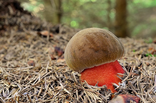 hríb zrnitohlúbikový Sutorius luridiformis (Rostk.) G. Wu & Zhu L. Yang