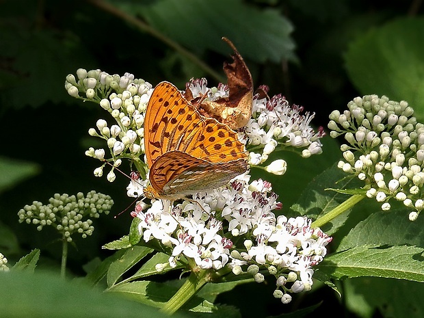 perlovec striebristopásavý Argynnis paphia