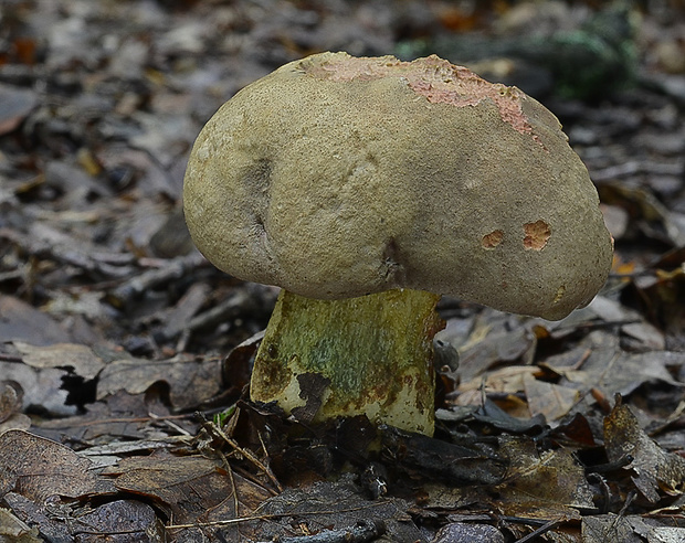 hríb nádherný Butyriboletus fuscoroseus (Smotl.) Vizzini & Gelardi