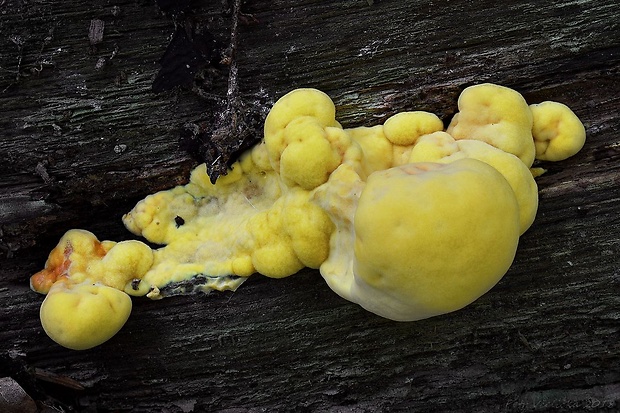 sírovec obyčajný Laetiporus sulphureus (Bull.) Murrill