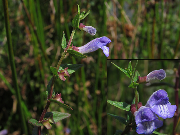 šišak vrúbkovaný Scutellaria galericulata L.