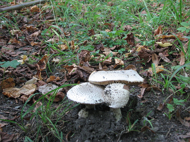 muchotrávka ostnatá Amanita echinocephala (Vittad.) Quél.