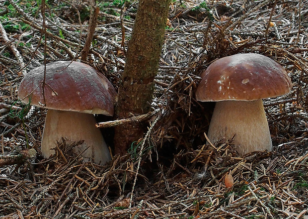 hríb smrekový Boletus edulis Bull.