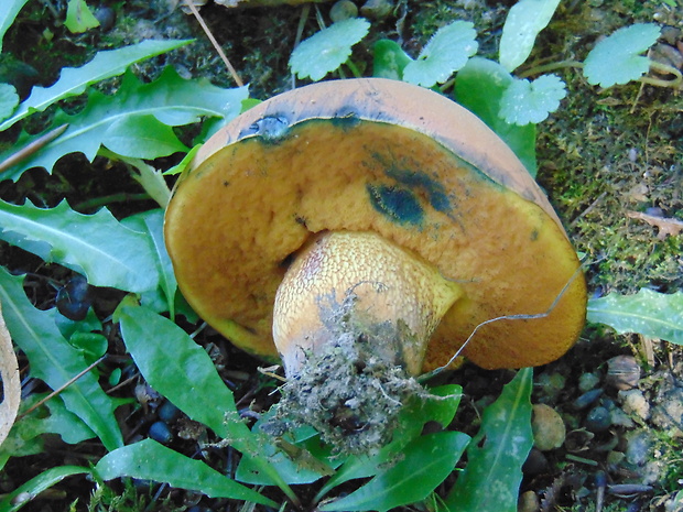 hríb Boletus sp.