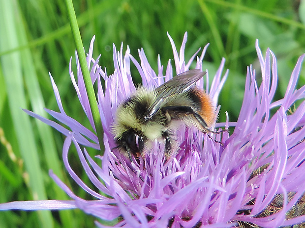 čmeľ / čmelák Bombus (Pyrobombus) pyrenaeus Pérez, 1880