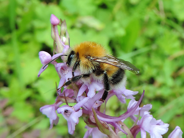 čmeľ / čmelák polní Bombus (Thoracobombus) pascuorum Scopoli, 1763