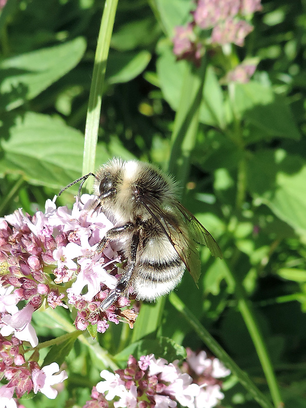 čmeľ hôrny / čmelák lesní Bombus (Thoracobombus) sylvarum Linnaeus, 1761