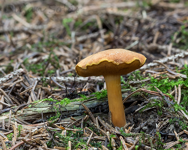 meďovec korenistý Chalciporus piperatus (Bull.) Bataille