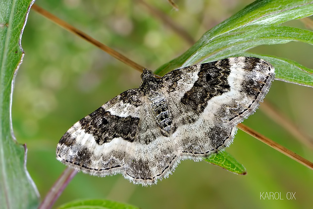 piadivka obyčajná Epirrhoe alternata