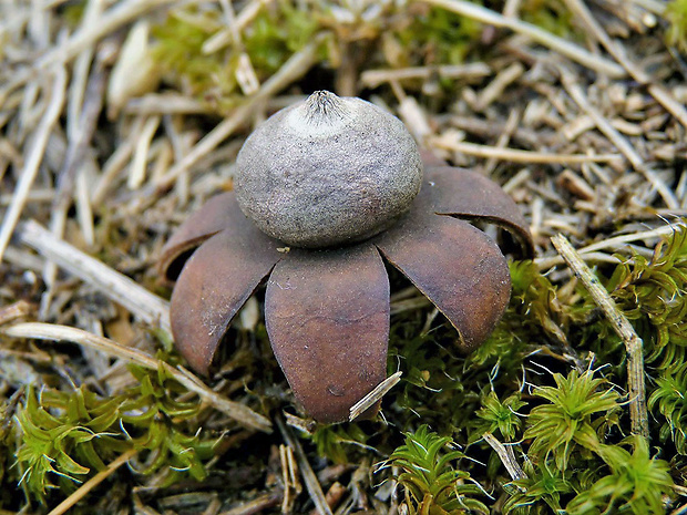 hviezdovka bradavičnatá Geastrum corollinum (Batsch) Hollós